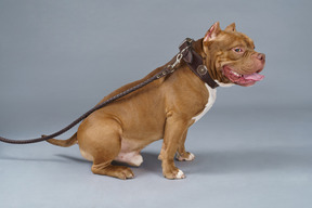 Vista frontal de un bulldog marrón sentado con correa y collar de perro