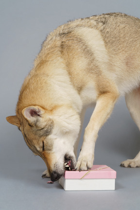 Close-up of a wolf-like dog biting a box