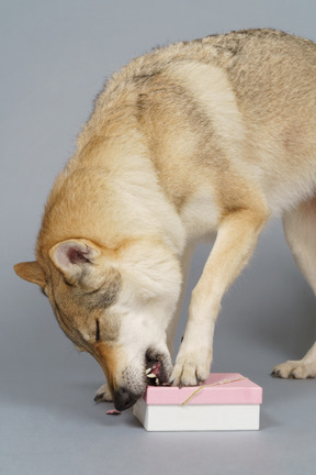 Primer plano, de, un, lobo, como, perro, morder, un, caja