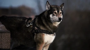 Perro