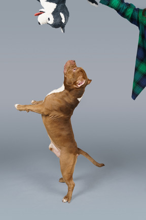 Side view of a brown bulldog jumping and catching a toy dog