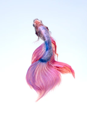 Pescado