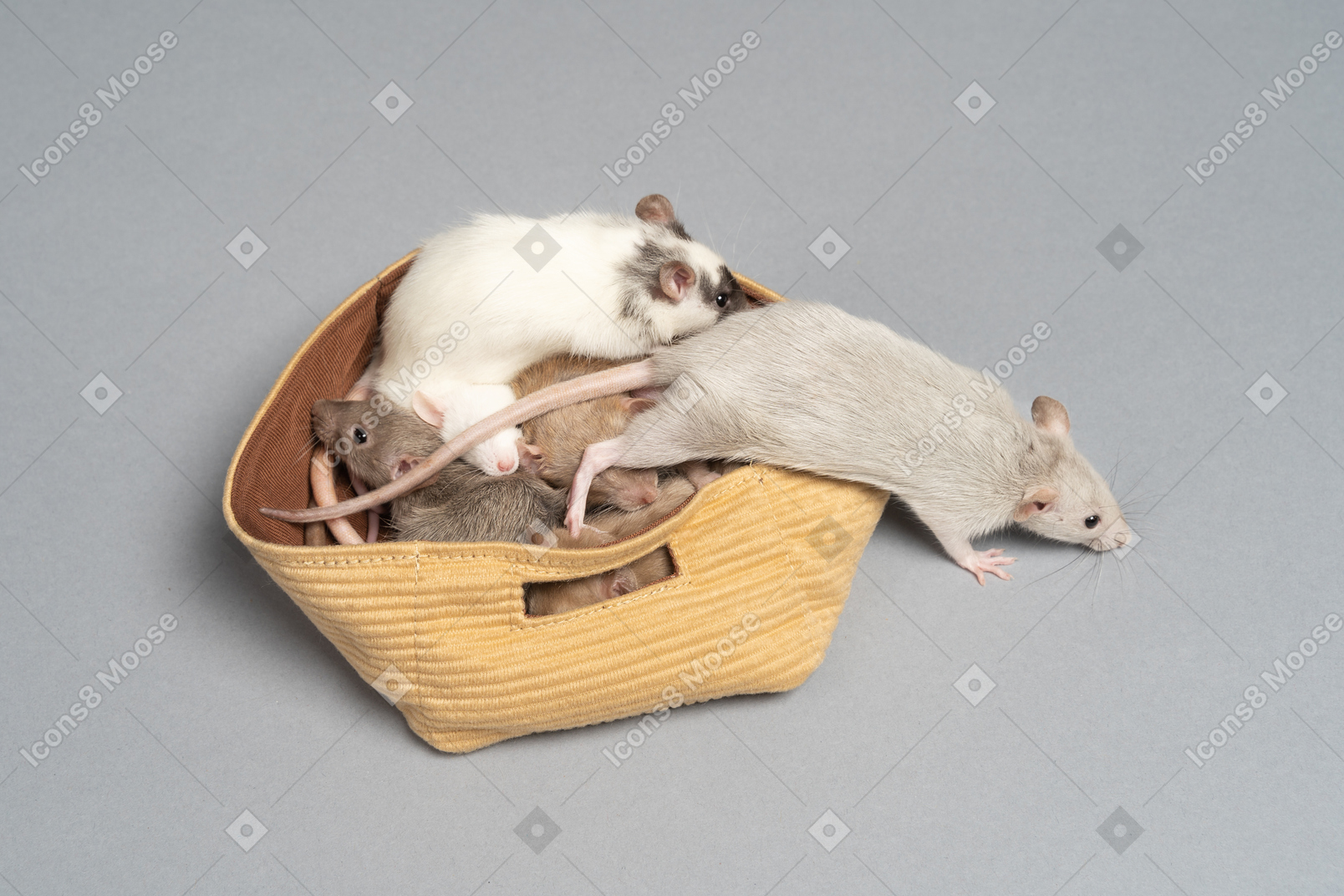 Um monte de ratos escapando de uma bolsa amarela