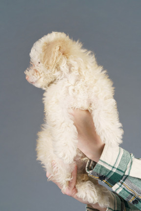 Caniche blanco en manos humanas aislado en gris