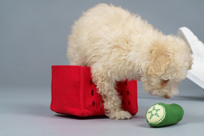 De corpo inteiro de um pequeno poodle saindo de um carrinho de brinquedo vermelho