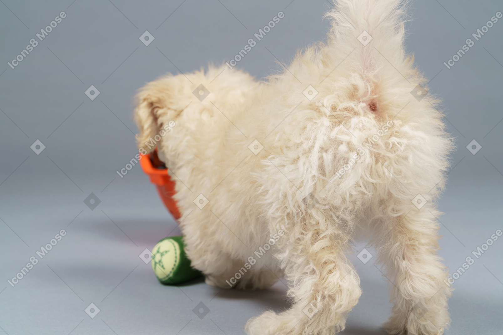 Back view of a tiny poodle raising tail and playing with toys