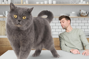 Jeune homme regardant son chat marcher sur la table de la cuisine