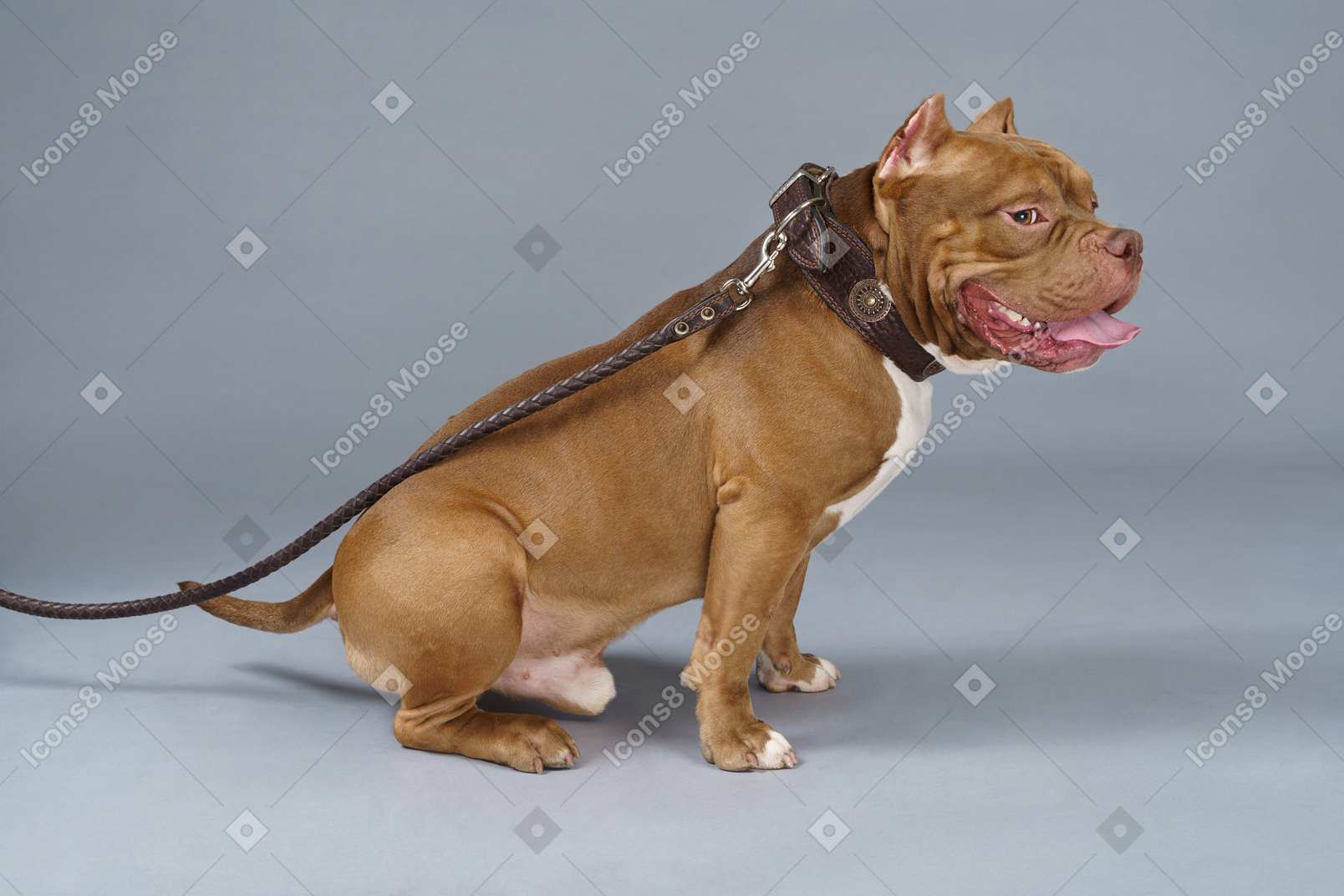 Front view on a brown bulldog sitting with a lead and dog collar