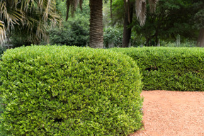 Green bushes fence and palm trees