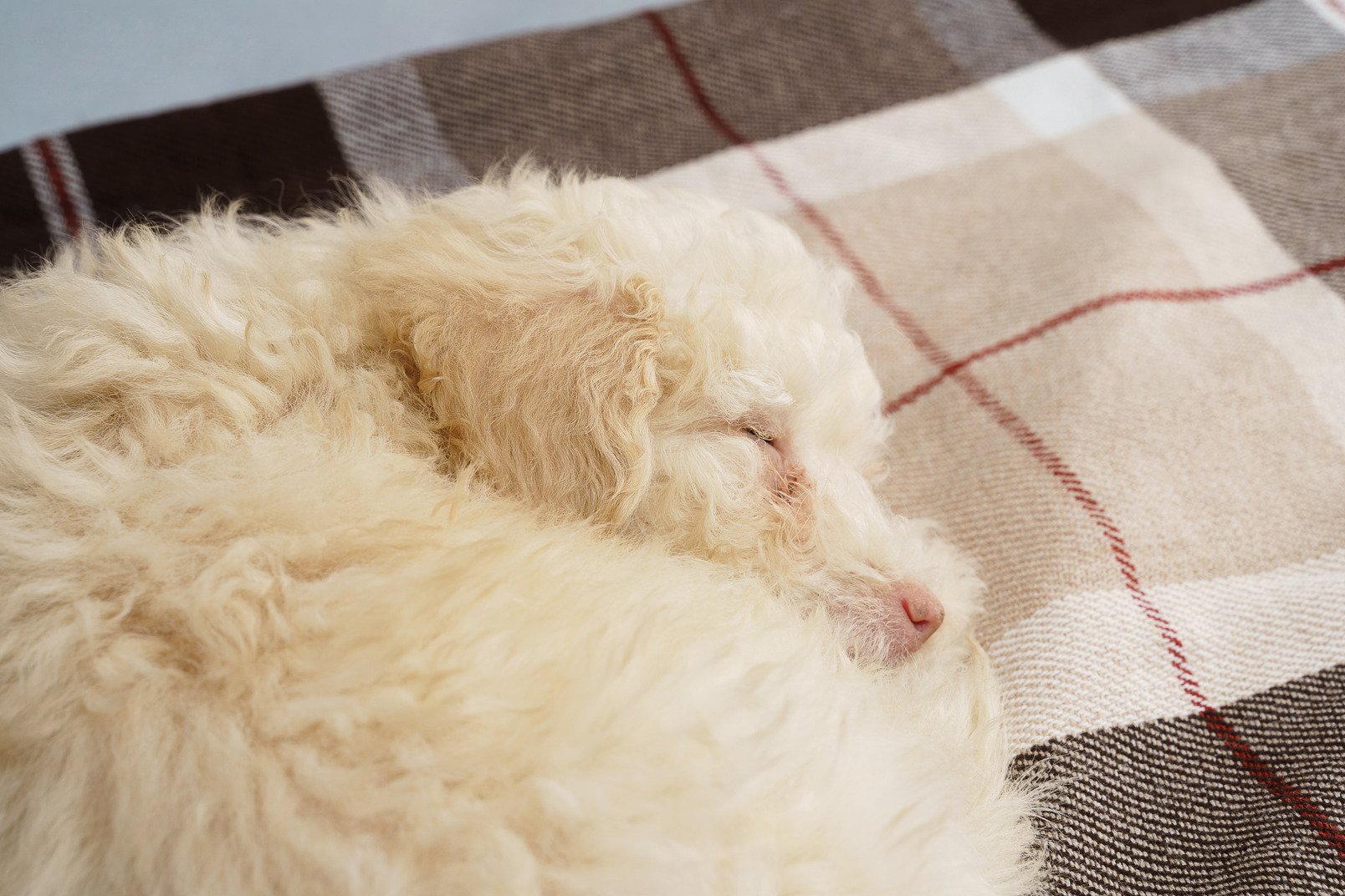 Close-up of a tiny puppy sleeping on a checked blanket