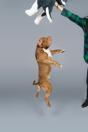 Side view of a levitating bulldog