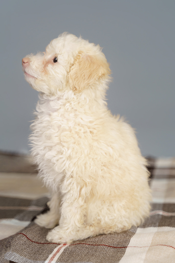 Side view of a white poodle sitting on a checked blanket and looking up