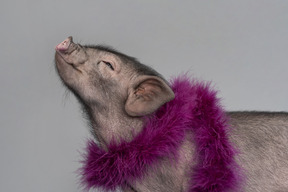 Cute little pig wearing a boa is dreaming of something tasty