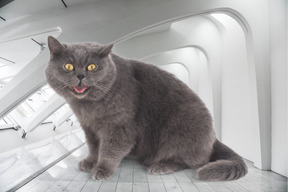 Gato gris enojado en una habitación blanca