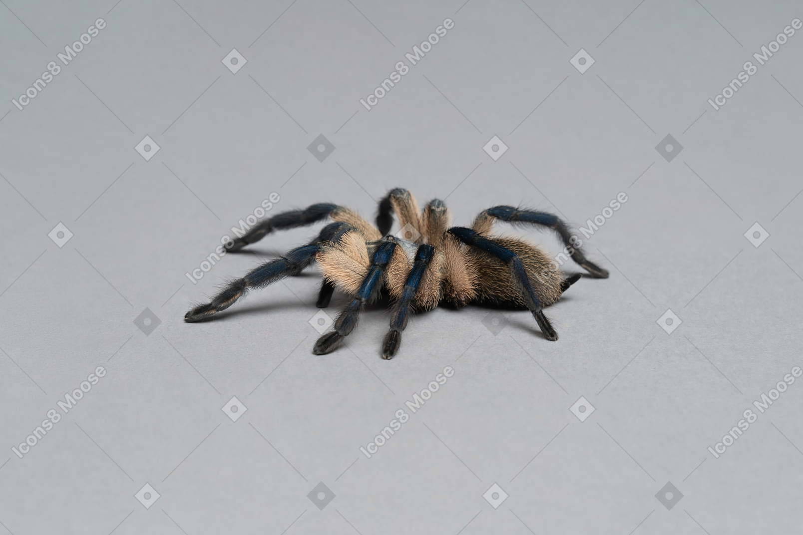 A black and gray tarantula