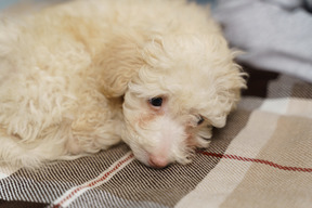 Perda de um poodle branco deitado em um cobertor xadrez