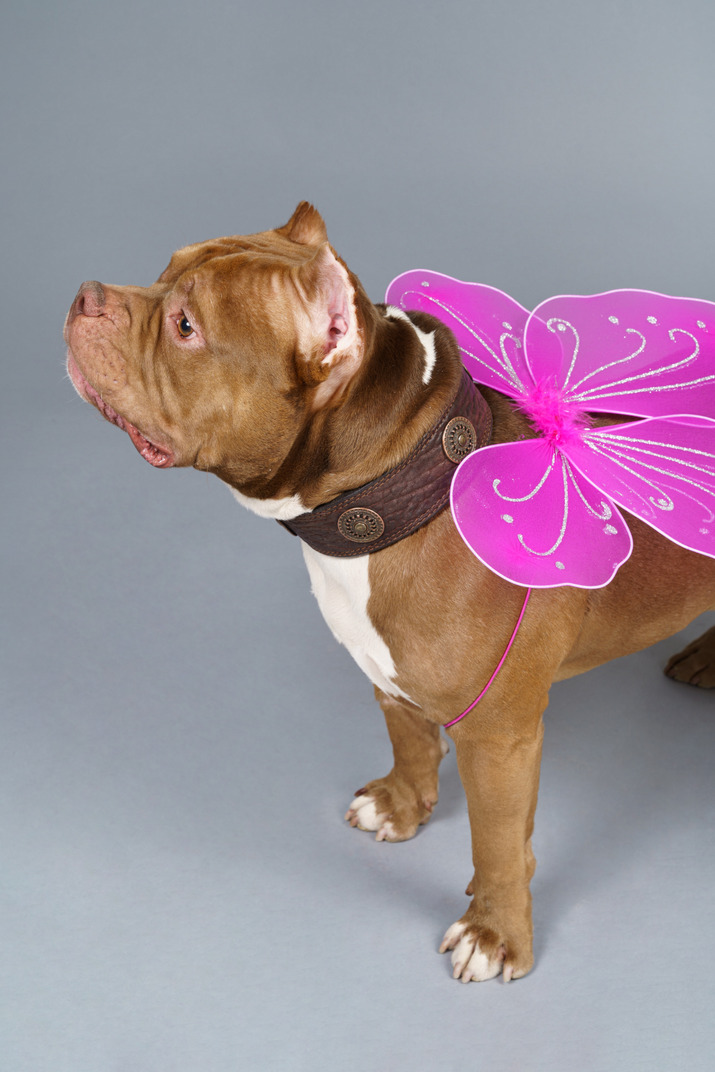 Close-up of a dog fairy with pink wings looking aside