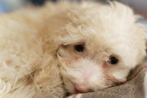 Lose-up of a white poodle lying on a checked blanket