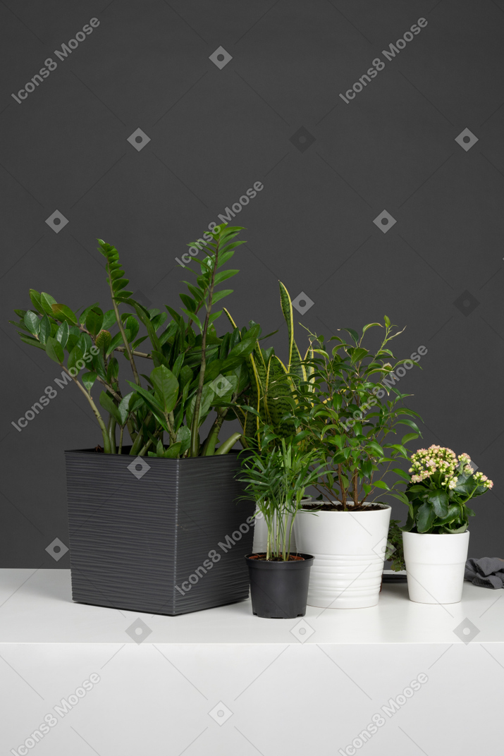 집 식물