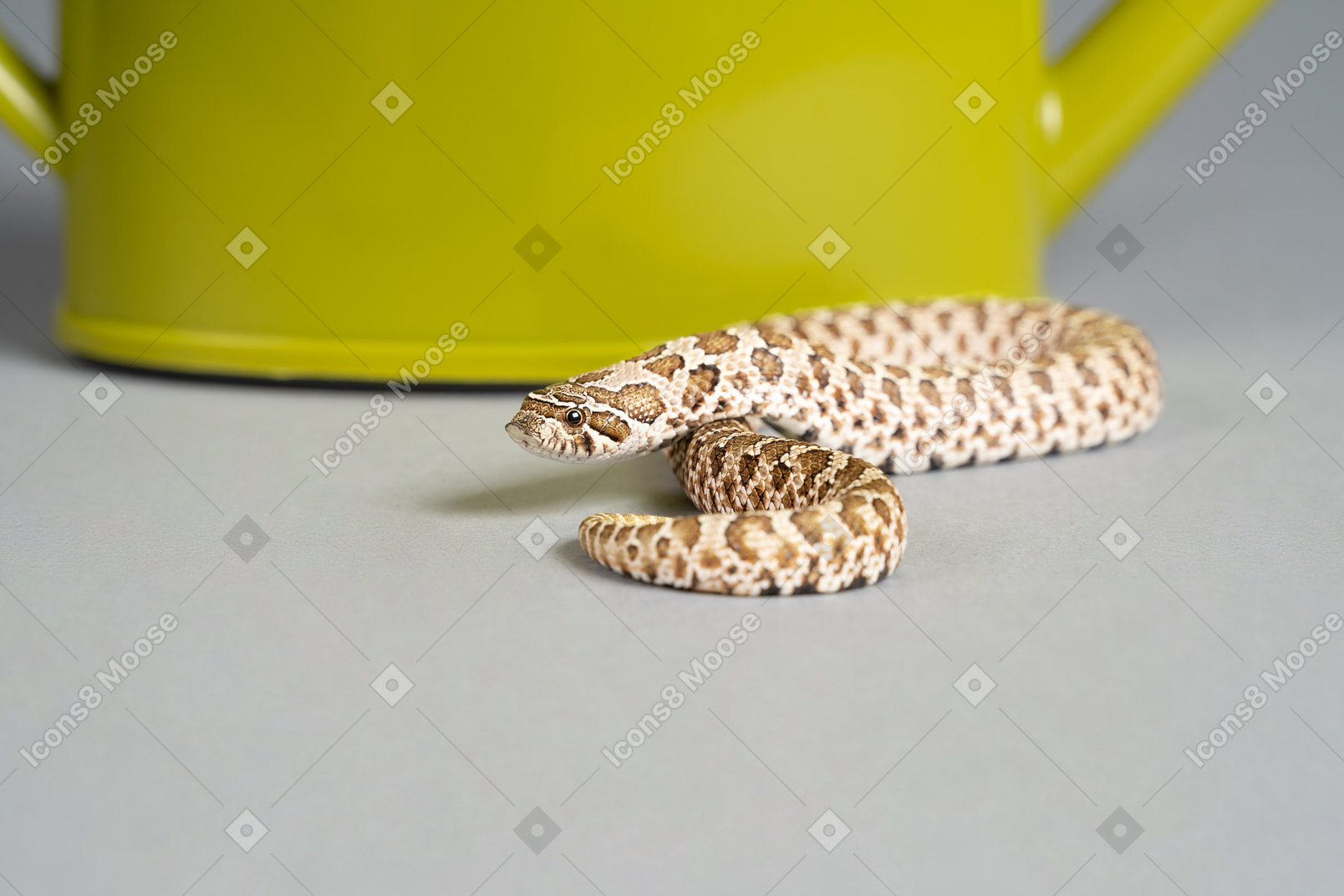 A little corn snake near a watering can
