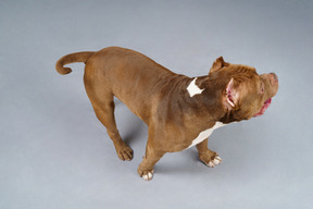 Front view of a  walking brown bulldog  looking aside