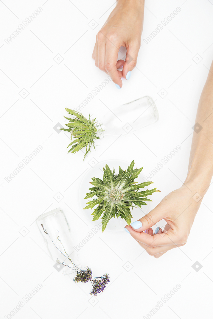 Female hand next to the different glass objects and green plants