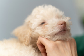 Poodle branco relaxado, desfrutando de atenção