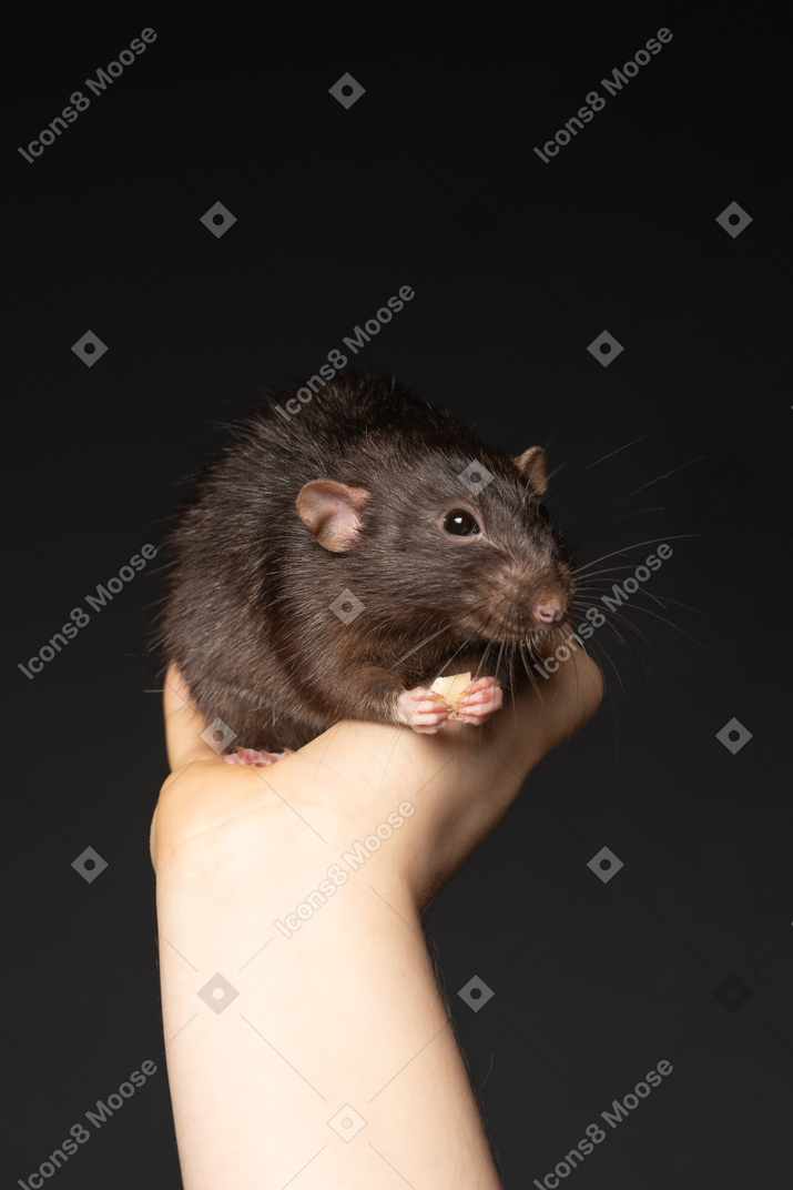 Cute brown mouse eating in human hands