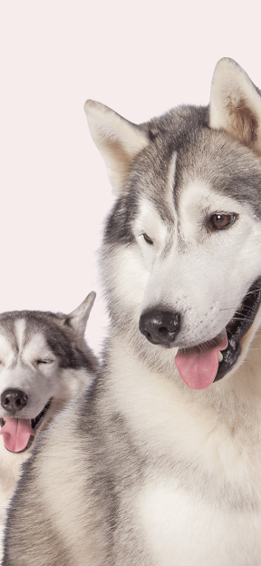 Two husky dogs