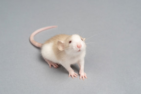 A curious white and gray mouse