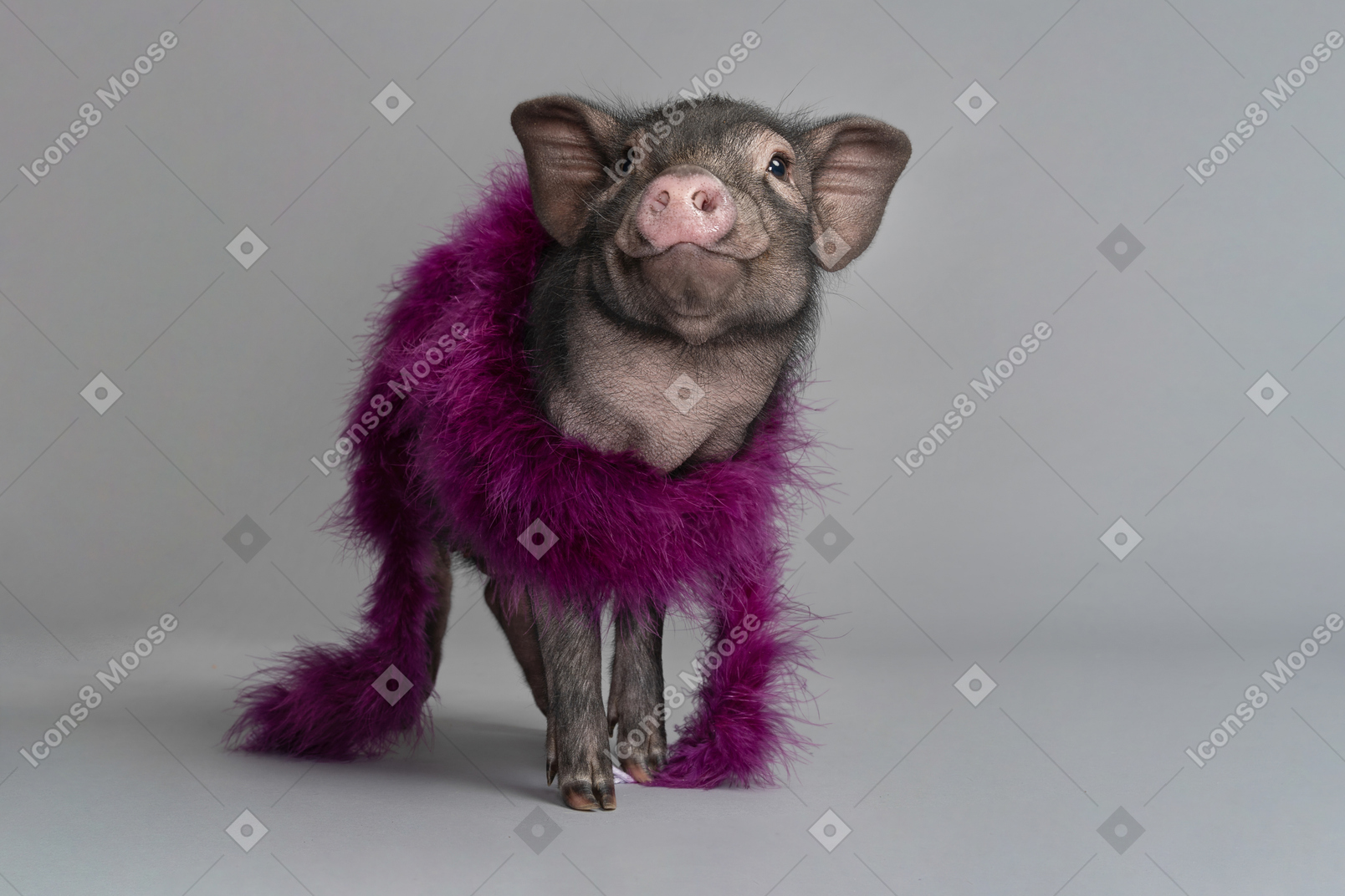 Cute stylish miniature pig showing itself
