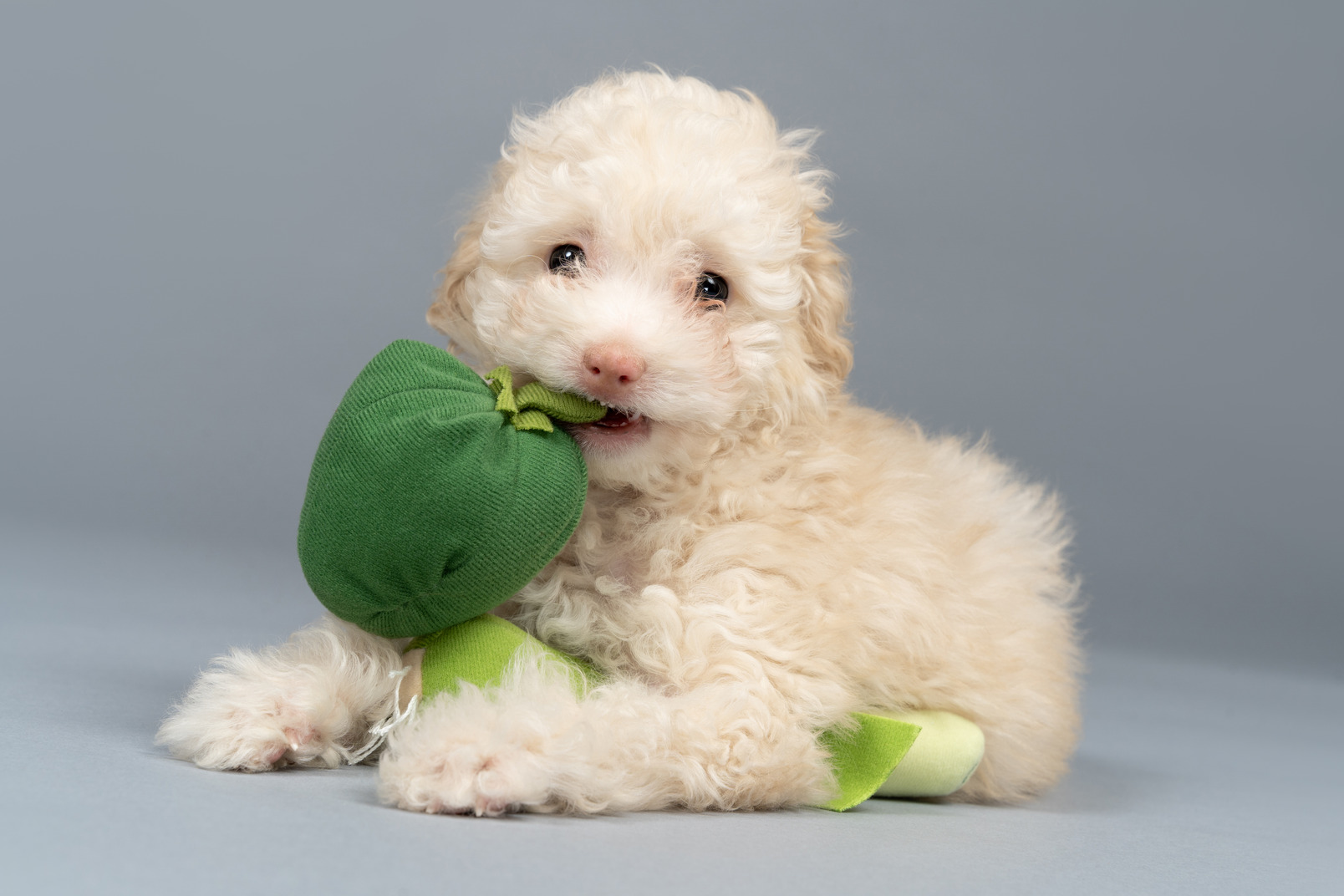 Cute white poodle holding a toy in his mouth