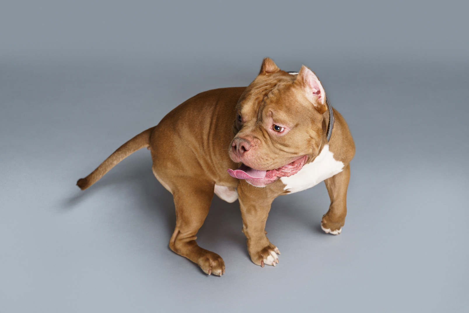 Side view of a brown bulldog looking aside song turning to the left