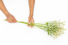 Femininas mãos segurando um galho de flor