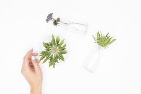 Female hand next to the different glass objects and green plants