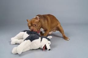 A figura intera di un bulldog marrone che gioca con un soffice giocattolo per cani