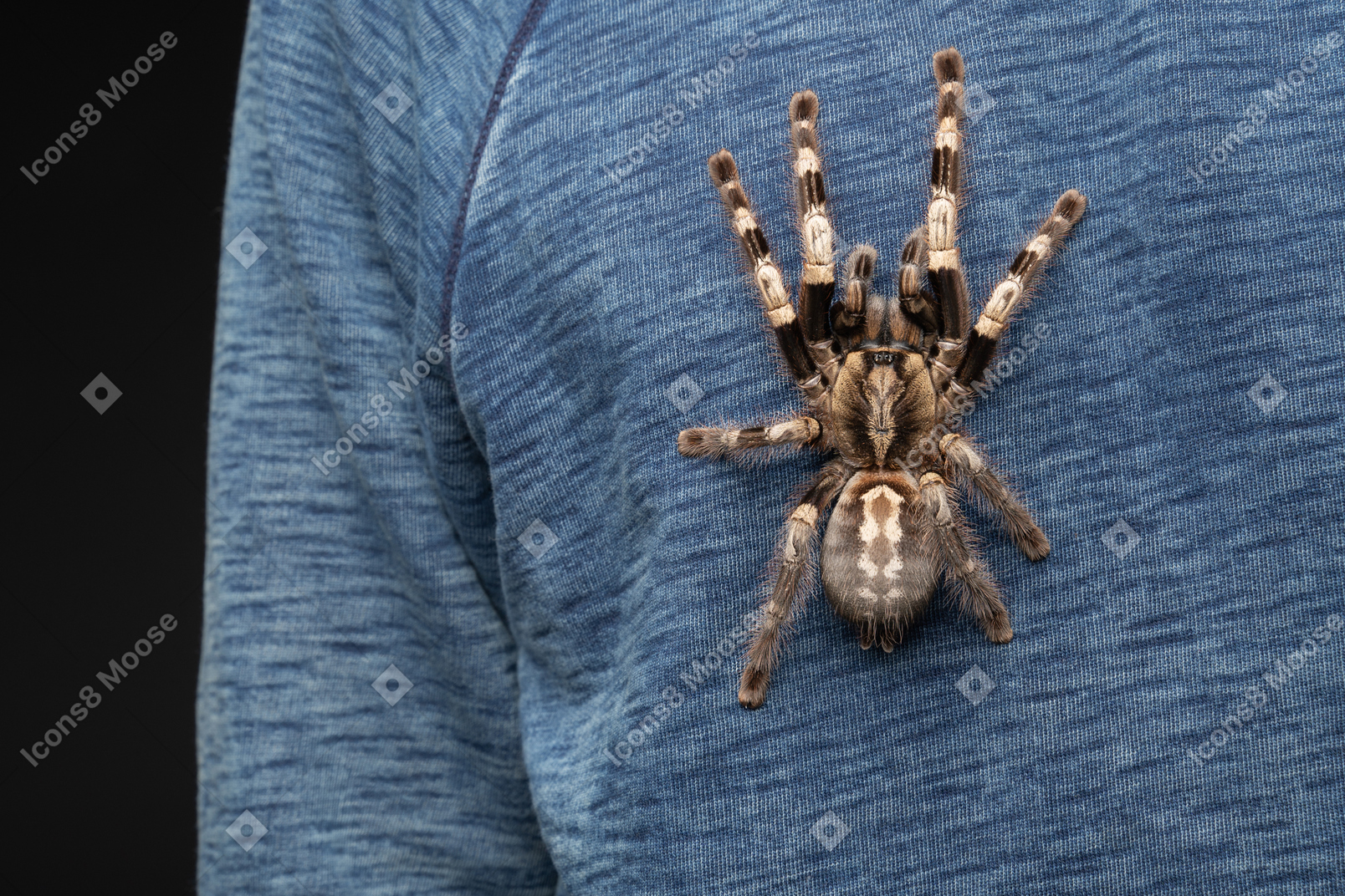 Big tarantula creeping on young man's chest