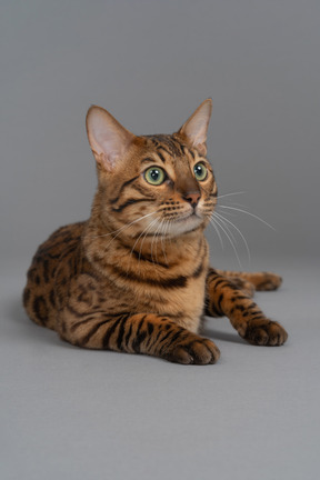 Curious bengal cat