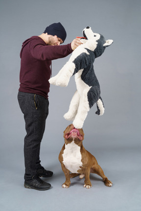 Full-length a brown bulldog and his male master playing with fluffy dog toy