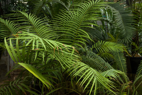 Hermosas plantas y lugar para pasear.