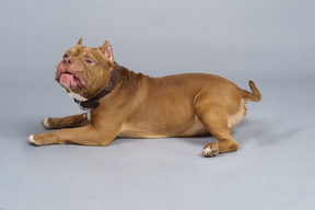 Vue latérale d'un bulldog brun à côté et en tournant la tête