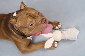 From above view of a brown bulldog with a toy bunny looking aside