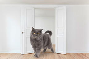 A gray cat walking through a door