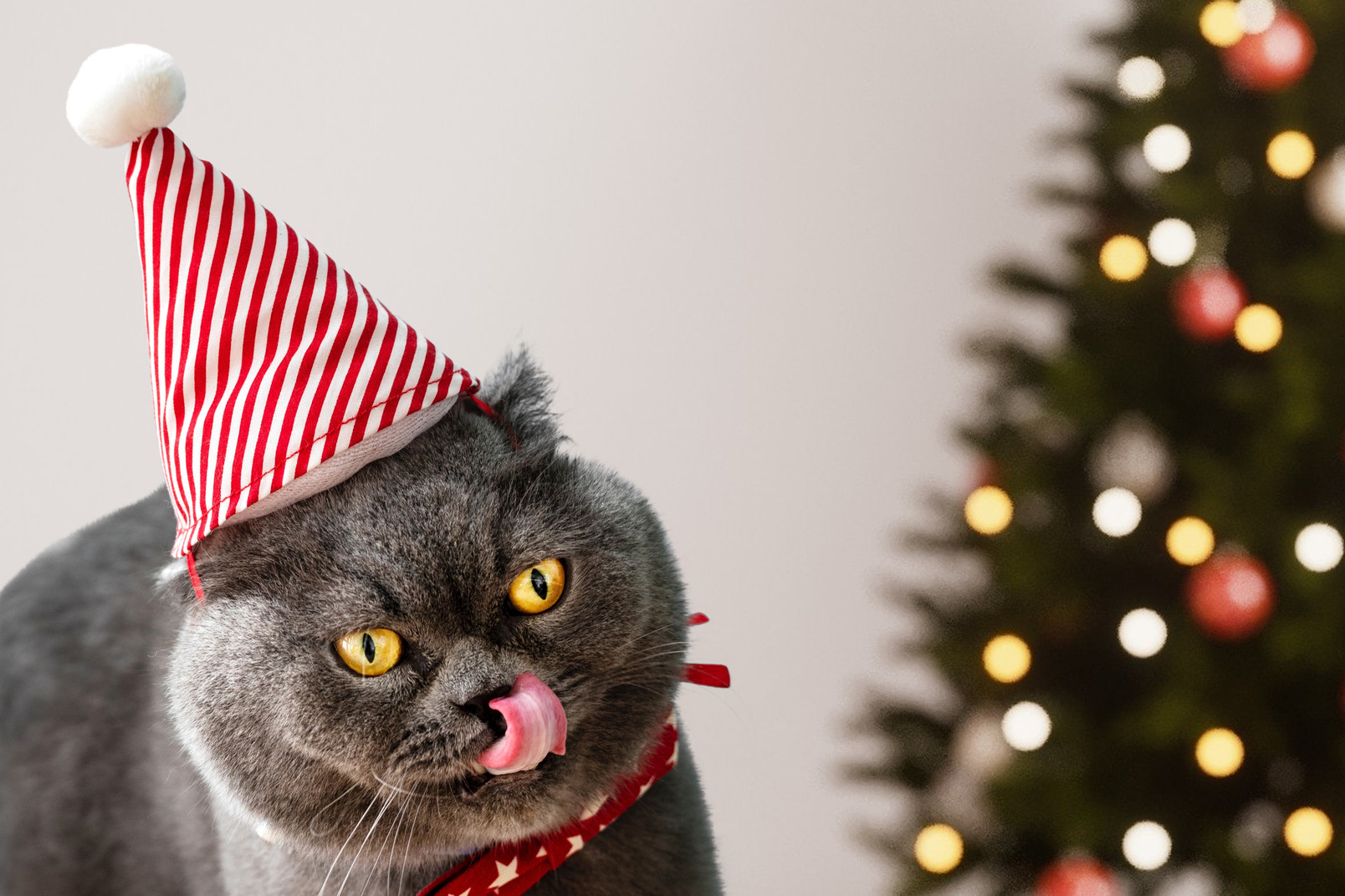 Cat in a christmas hat