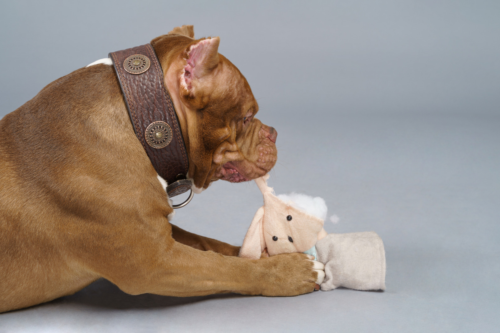 Side view of a brown bulldog biting a toy bunny looking aside