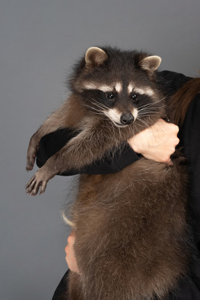 Süßer waschbär von einem mädchen gehalten