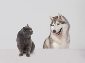 Hunde und katzen: freunde oder feinde?