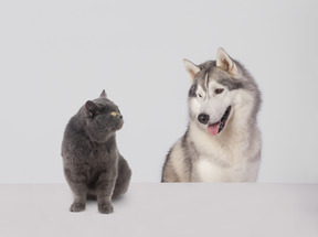 Chiens et chats: amis ou ennemis?