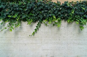 Vida verde en una pared gris