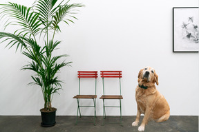 Dog sitting next to chairs and potted plant